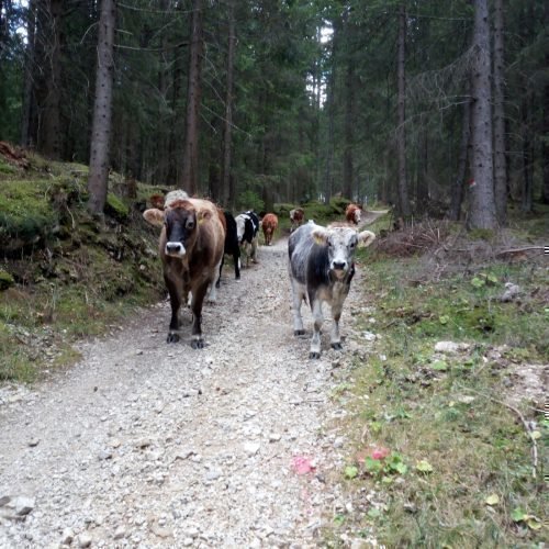 Impressionen vom Oberbühlhof in Eggen & Umgebung